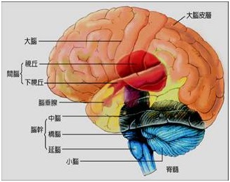 大脑结构