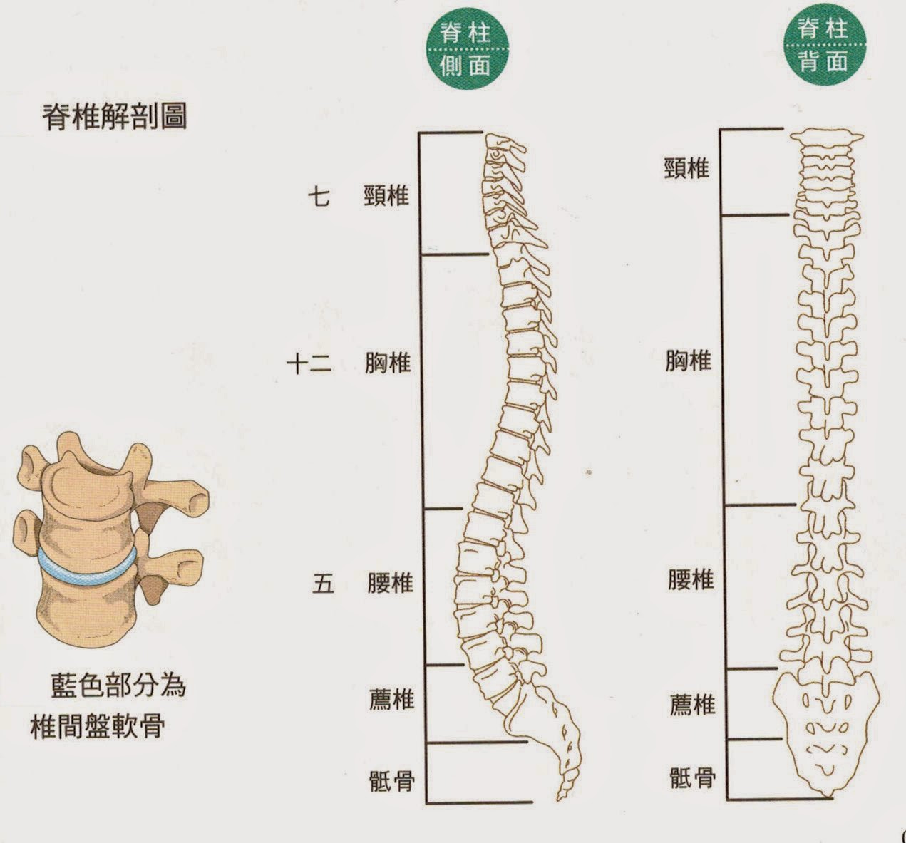 Full Spine